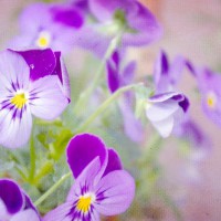 Photo Thumbnail #6: Violas