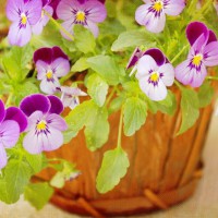 Photo Thumbnail #5: Violas