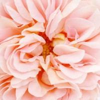 Photo Thumbnail #9: Abraham Darby