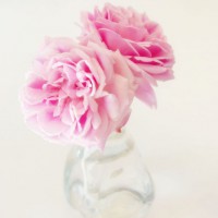 Photo Thumbnail #1: Hermosa Rose