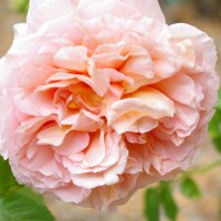 Photo Thumbnail #10: Abraham Darby