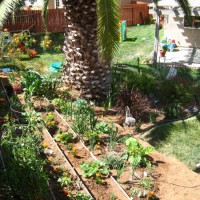 Photo Thumbnail #23: Our veggie and herb garden