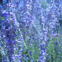 Photo Thumbnail #24: Russian Sage