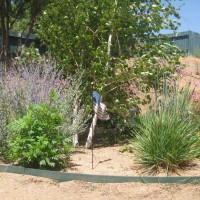 Photo Thumbnail #15: The Birch planter:  Russian Sage, Garlic...