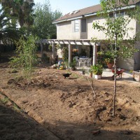 Photo Thumbnail #5: Two Aristocrats and one River Birch in, along...