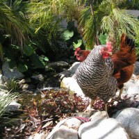 Photo Thumbnail #16: Chickens enjoy a drink