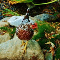 Photo Thumbnail #9: Chicken by the stream bed