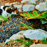 Photo Thumbnail #10: Cat 'ming-Ming' by the stream