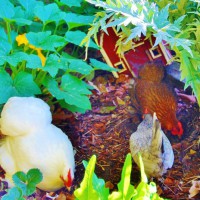 Photo Thumbnail #21: Chickens browse the veggie garden