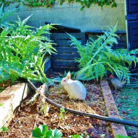 Photo Thumbnail #22: Bumpy the rabbit has lunch