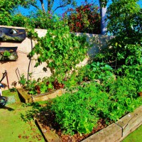 Photo Thumbnail #24: My veggie garden in all its glory