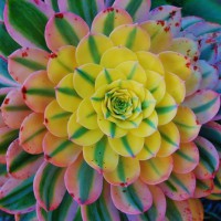 Photo Thumbnail #18: Aeonium 'Sunburst'