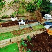 Photo Thumbnail #12: Chickens aerate my veggie beds