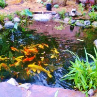 Photo Thumbnail #6: Koi pond