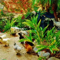 Photo Thumbnail #14: Chickens meander along the stream bed