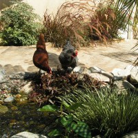 Photo Thumbnail #15: Chickens and waterfall