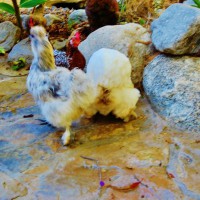 Photo Thumbnail #20: CHickens take a stroll