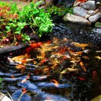 Photo Thumbnail #4: Koi pond with a floating veggietable island