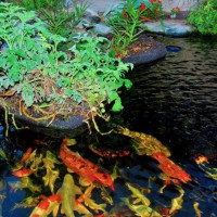 Photo Thumbnail #2: My Koi pond