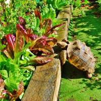 Photo Thumbnail #23: Tippy the turtle has lunch