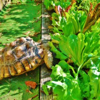 Photo Thumbnail #19: Winky the turtle has lunch.  His partner...