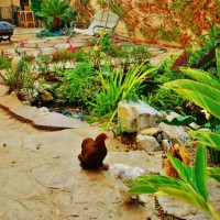 Photo Thumbnail #11: Chicken by the Koi Pond