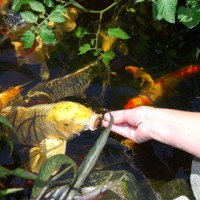 Photo Thumbnail #17: Feeding the Koi