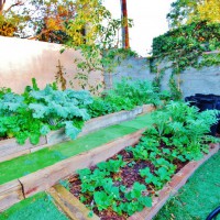 Photo Thumbnail #3: My Veggie Gardens