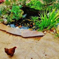 Photo Thumbnail #13: Chicken by the koi pond