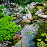 Photo Thumbnail #12: This water garden is surrounded by a native garden