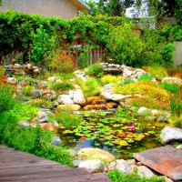 Photo Thumbnail #5: Native palnts surround this watergarden