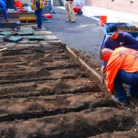 Photo Thumbnail #11: Subsurface drip irrigation is installed for the...