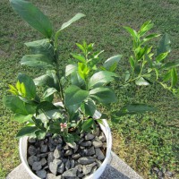 Photo Thumbnail #4: Meyer lemon and key lime trees.