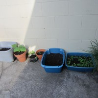 Photo Thumbnail #1: Different types of containers with sprouting...