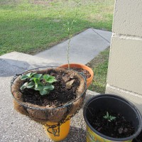 Photo Thumbnail #5: Strawberry plant getting some sun.