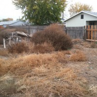 Photo Thumbnail #2: Tumble weeds and the garbage pile. This is how...
