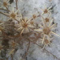 Photo Thumbnail #1: This yard is directly adjacent to a large plot...