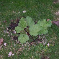 Photo Thumbnail #19: Rhubarb 2012