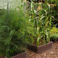 Photo Thumbnail #3: Asparagus, corn, and garbanzo beans growing in...