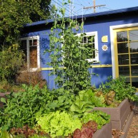 Photo Thumbnail #1: Our highly productive garden organic vegetable...