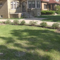 Photo Thumbnail #5: Some Potentilla bushs at the end of my property.