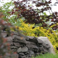 Photo Thumbnail #8: Barberries on rock wall