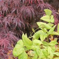 Photo Thumbnail #5: Firepower Nandinas with Jap Maples