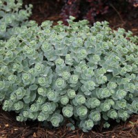 Photo Thumbnail #4: Sedums "all grown up"