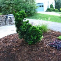 Photo Thumbnail #26: Our dwarf Hinoki cypress the kids call the...