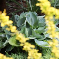 Photo Thumbnail #6: Golden Barberry with hosta (under bloodgood maple)