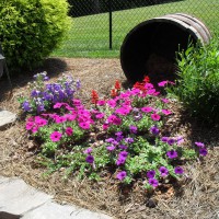 Photo Thumbnail #4: Balloon plant and petunias