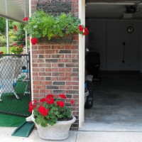 Photo Thumbnail #5: Red geranium and aparagus fern on brick.  Red...