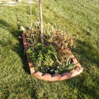 Photo Thumbnail #4: 11-3-2008. Garden under the Green Ash tree. Has...