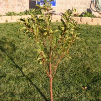 Photo Thumbnail #5: 11-3-2008. Cherry tree, that has got huge now! 